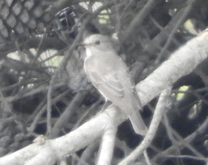 Spotted Flycatcher - ML623939916