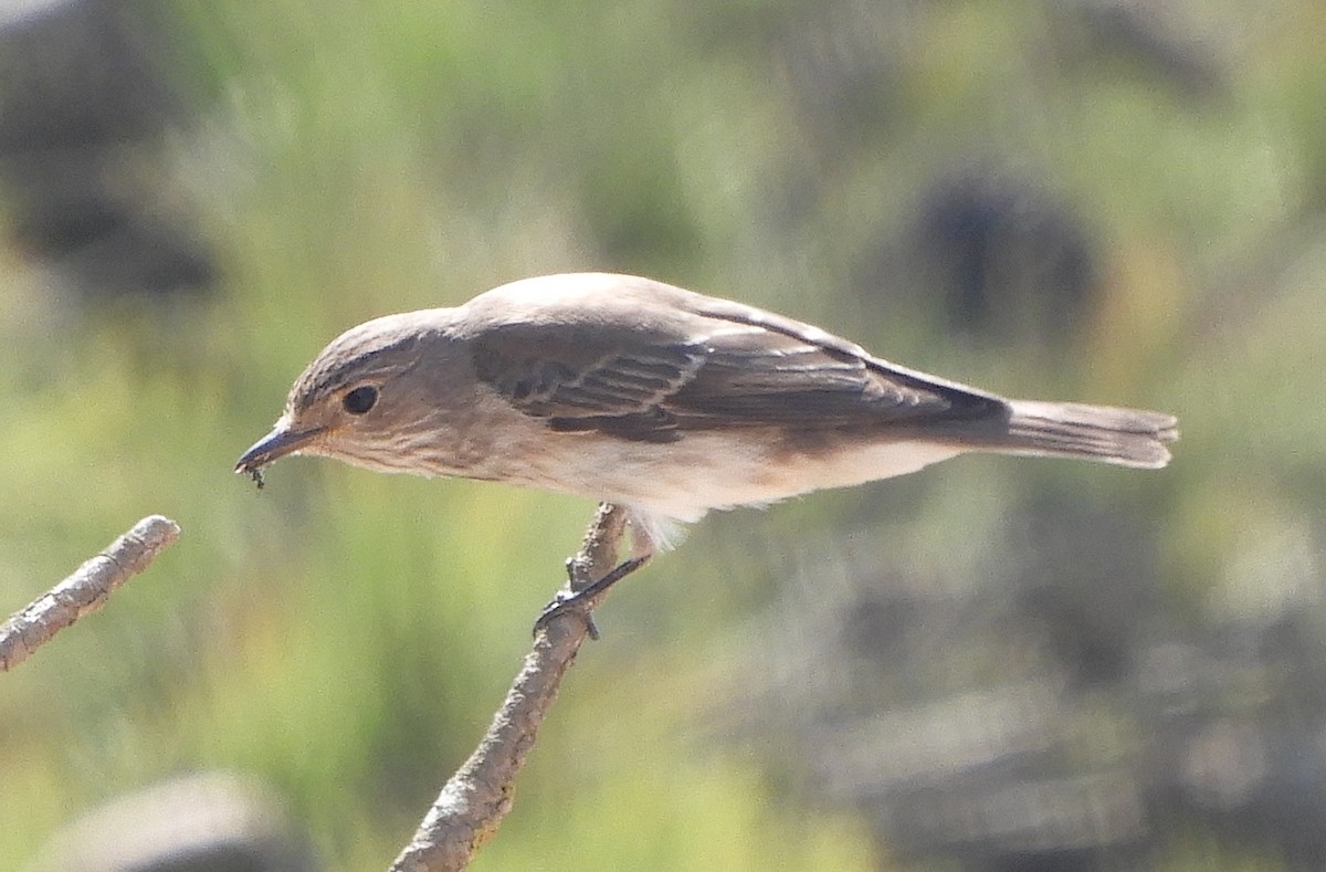 Spotted Flycatcher - ML623939917