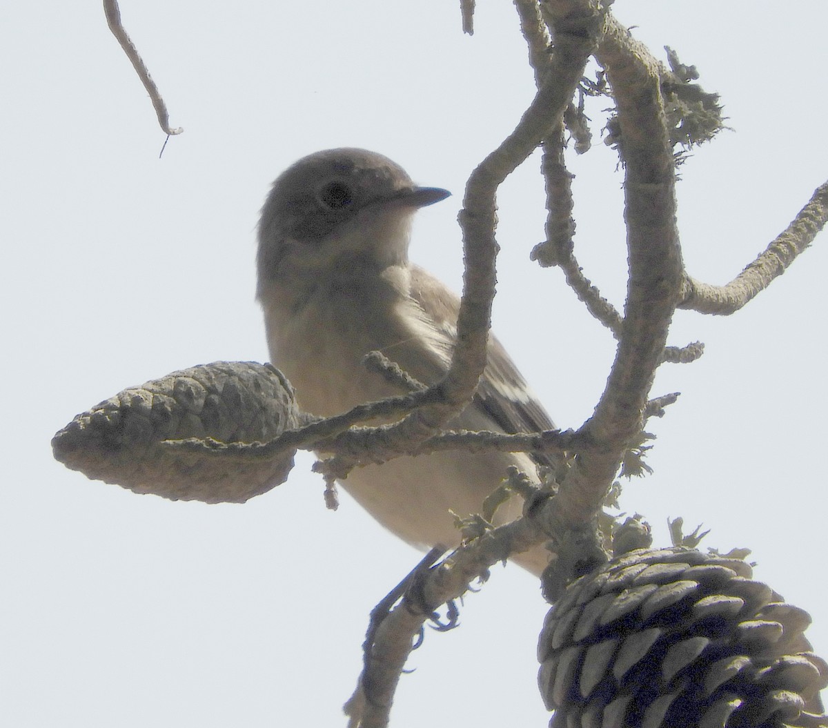 European Pied Flycatcher - ML623939920