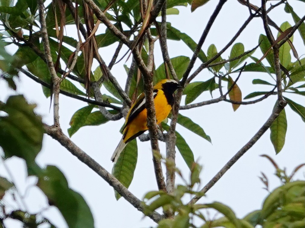 Golden Cuckooshrike - ML623939932