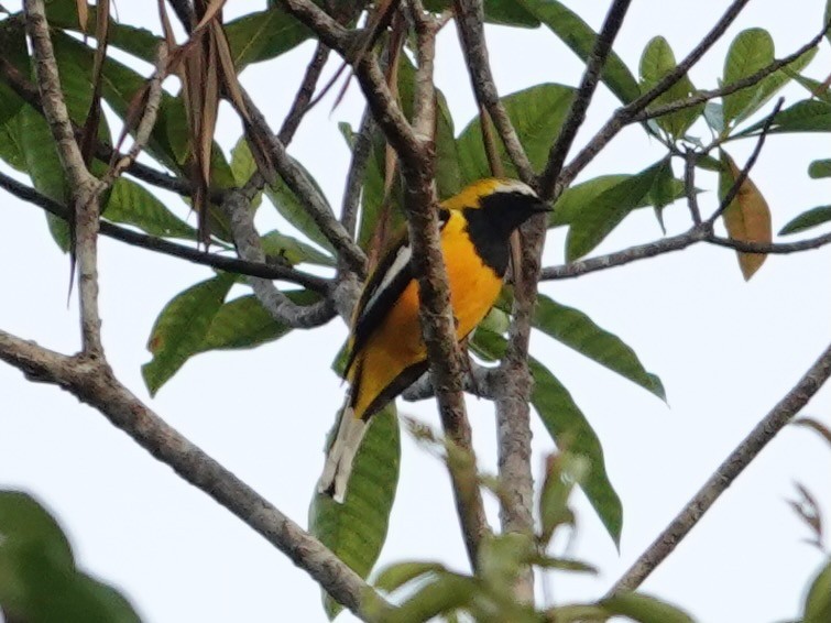 Golden Cuckooshrike - ML623939933