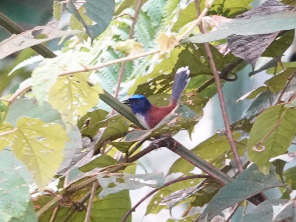 Emperor Fairywren - ML623939937
