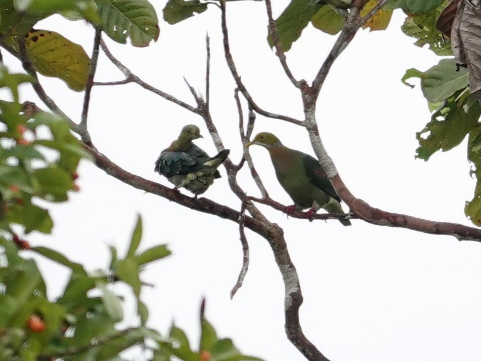 Pink-spotted Fruit-Dove - Whitney Mortimer