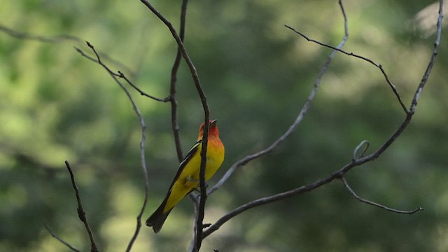 Piranga à tête rouge - ML623939957