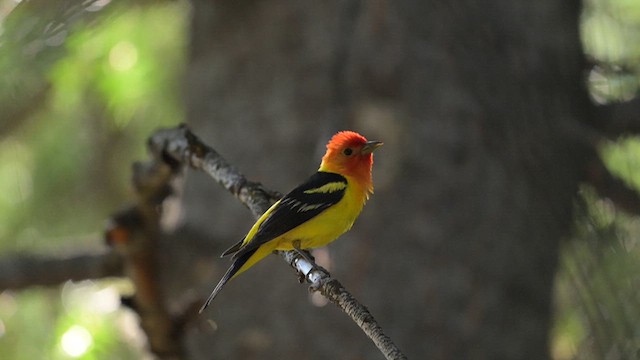 Western Tanager - ML623939959