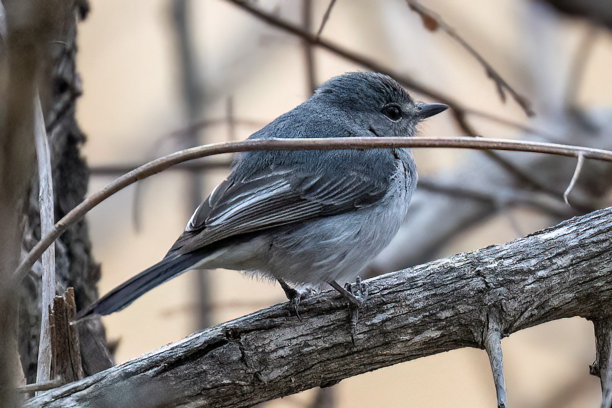 Ashy Flycatcher - ML623939960