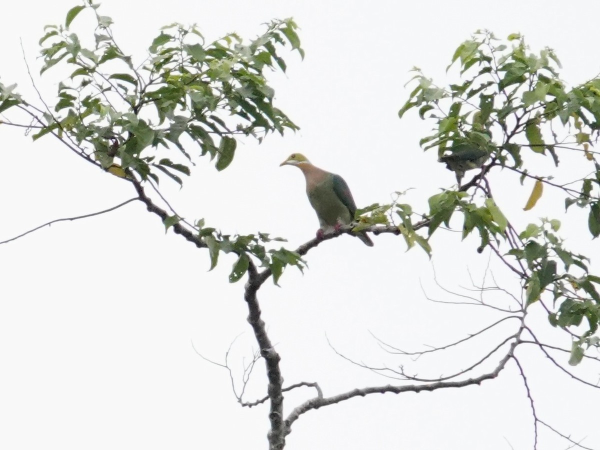 Pink-spotted Fruit-Dove - ML623939962