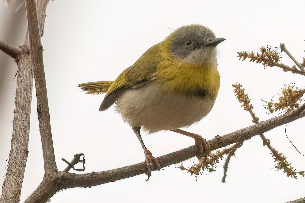 Yellow-breasted Apalis (Yellow-breasted) - ML623939972