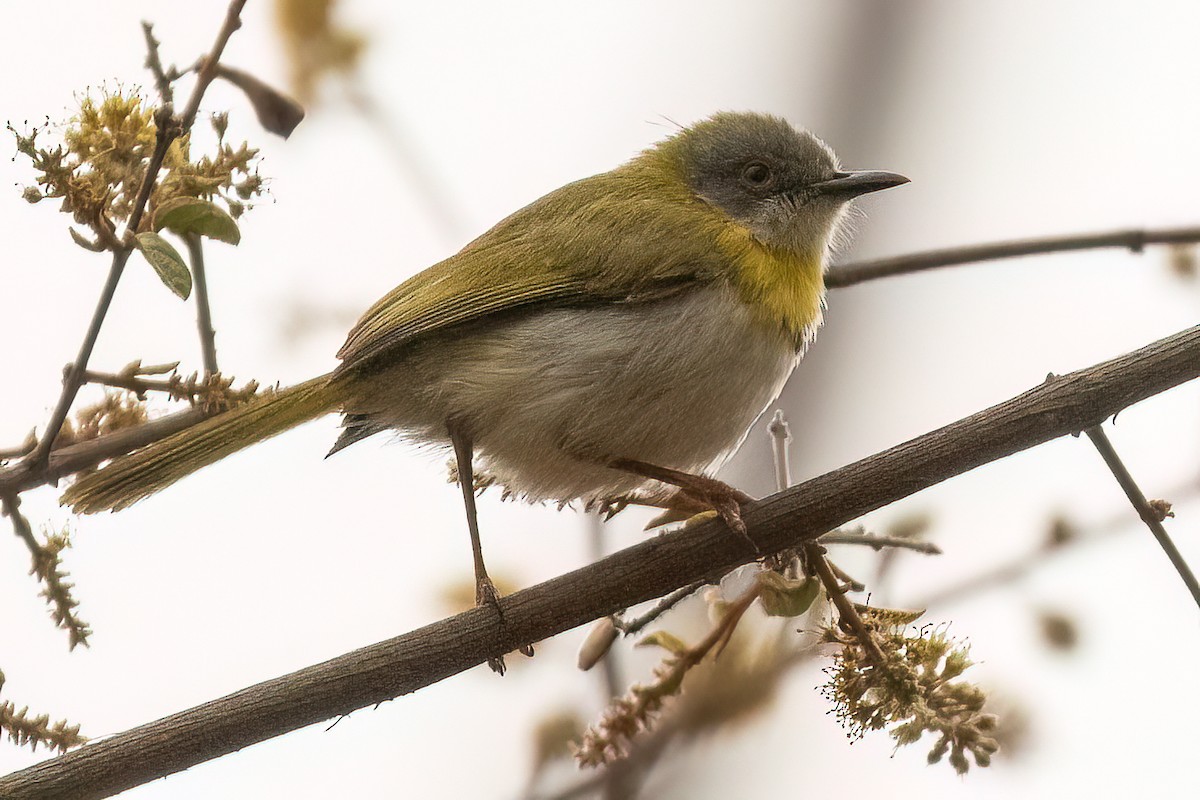 Yellow-breasted Apalis (Yellow-breasted) - ML623939973