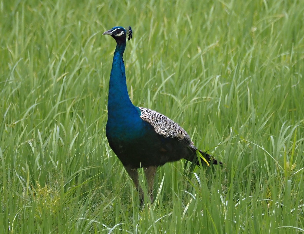 Indian Peafowl - ML623939983