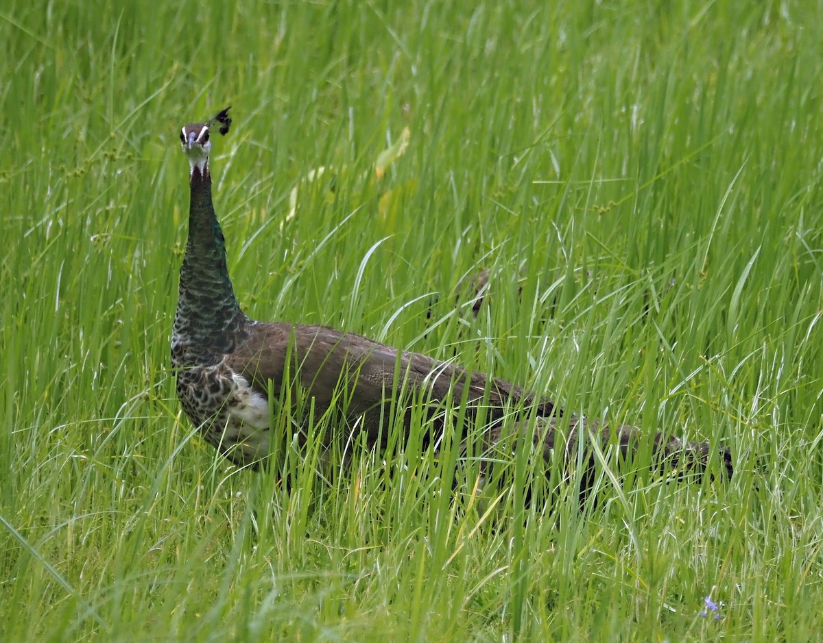 Pavo Real Común - ML623939984