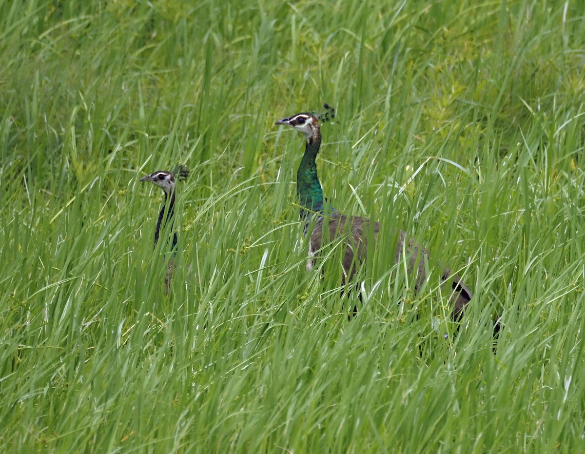 Pavo Real Común - ML623939985