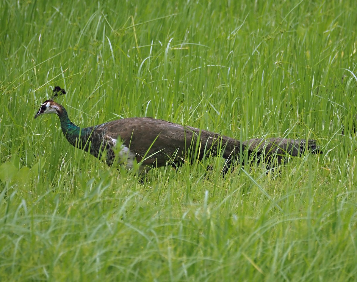 Pavo Real Común - ML623939986