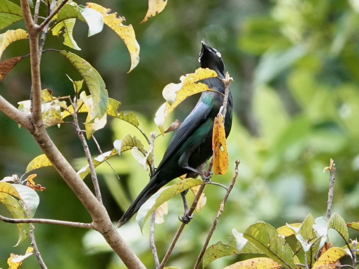 Yellow-eyed Starling - Whitney Mortimer