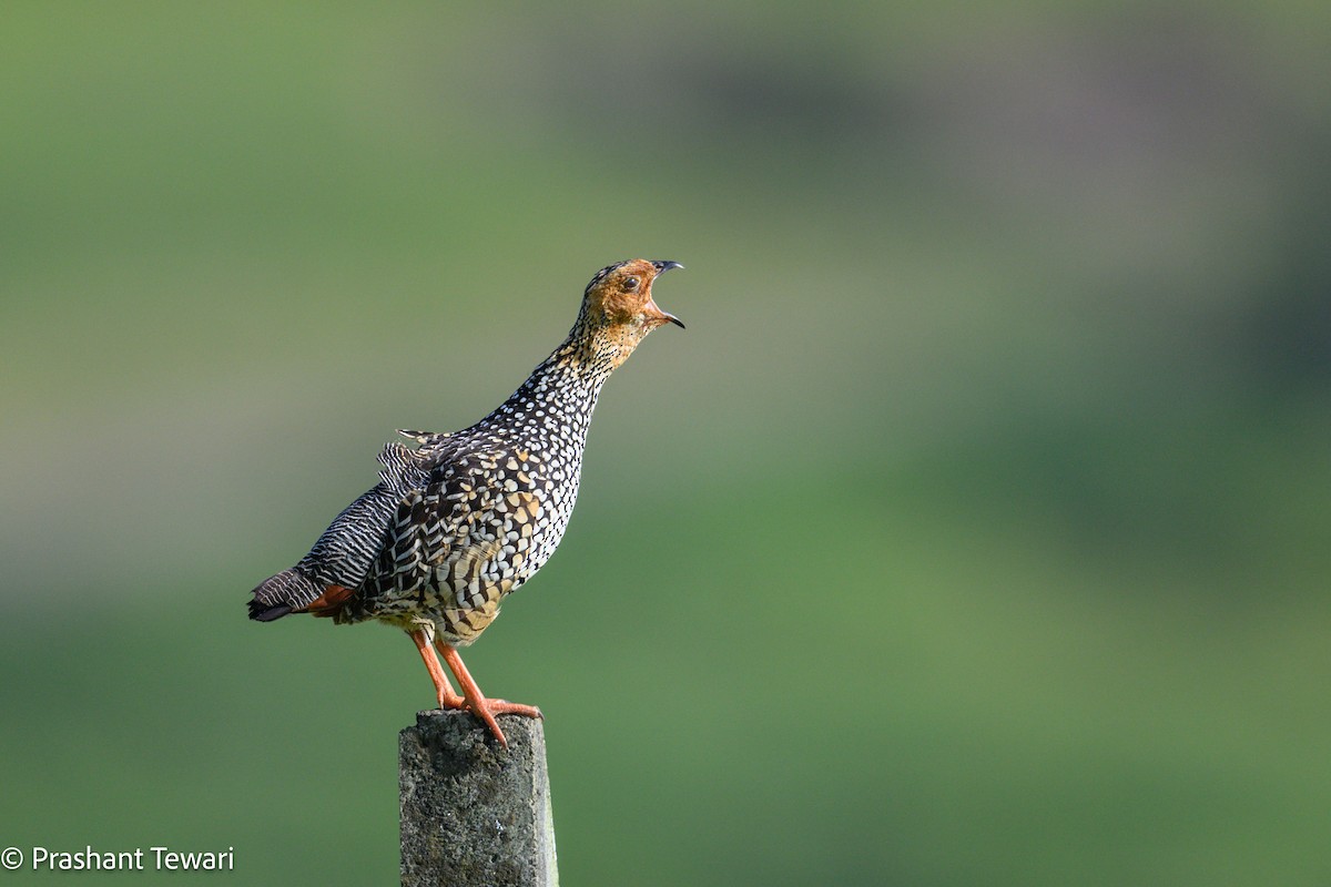 Painted Francolin - ML623940012