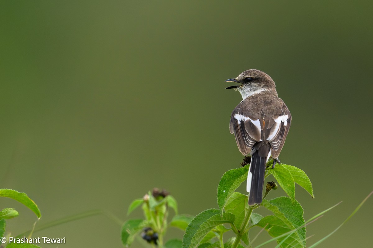 White-bellied Minivet - ML623940016