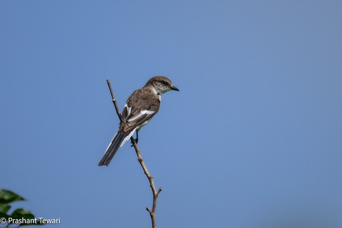 White-bellied Minivet - ML623940017