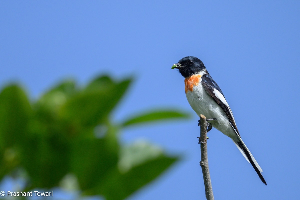 White-bellied Minivet - Prashant Tewari