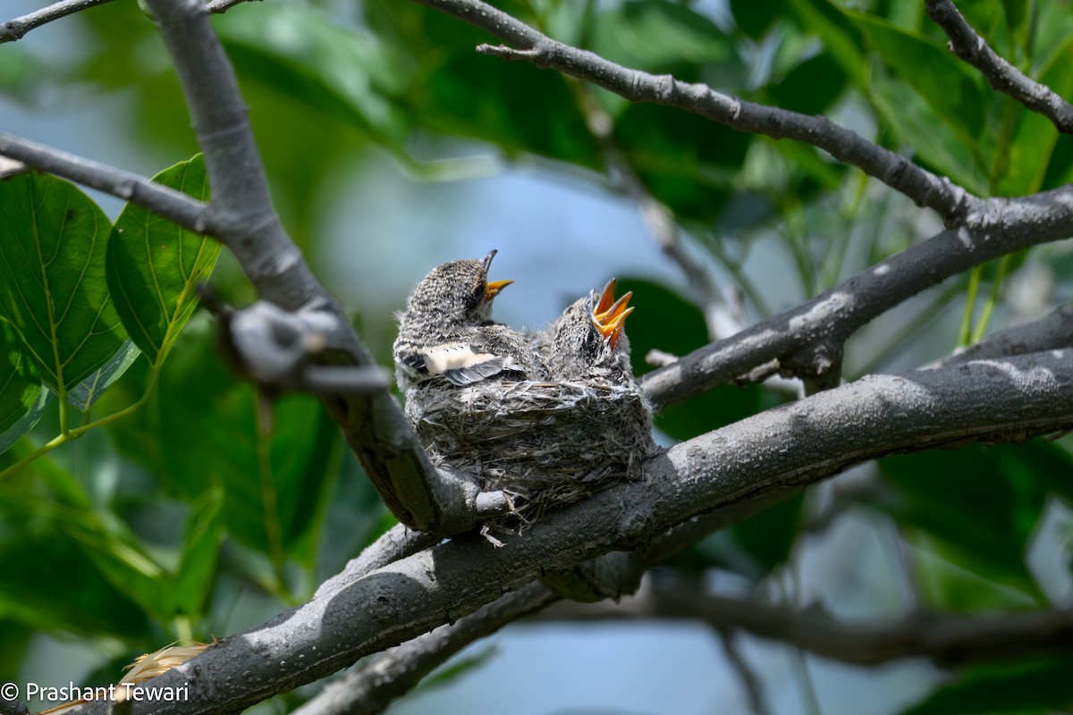 White-bellied Minivet - ML623940024