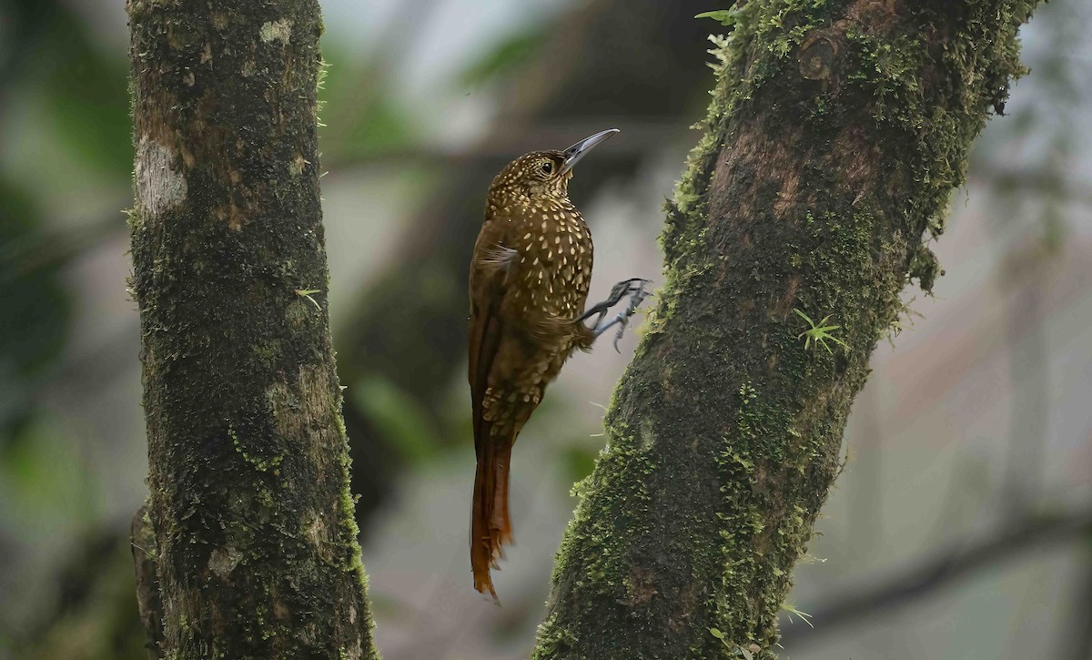 Olive-backed Woodcreeper - ML623940026