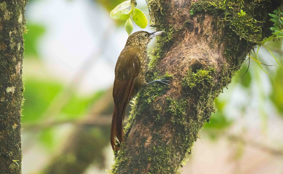 Olive-backed Woodcreeper - ML623940029