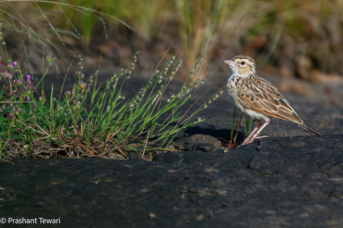 Indian Bushlark - ML623940030