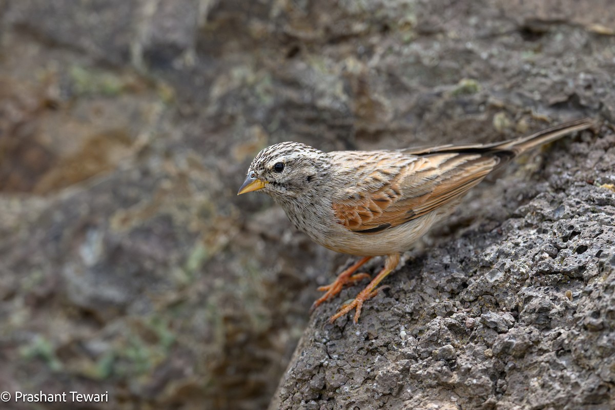 Striolated Bunting - ML623940032