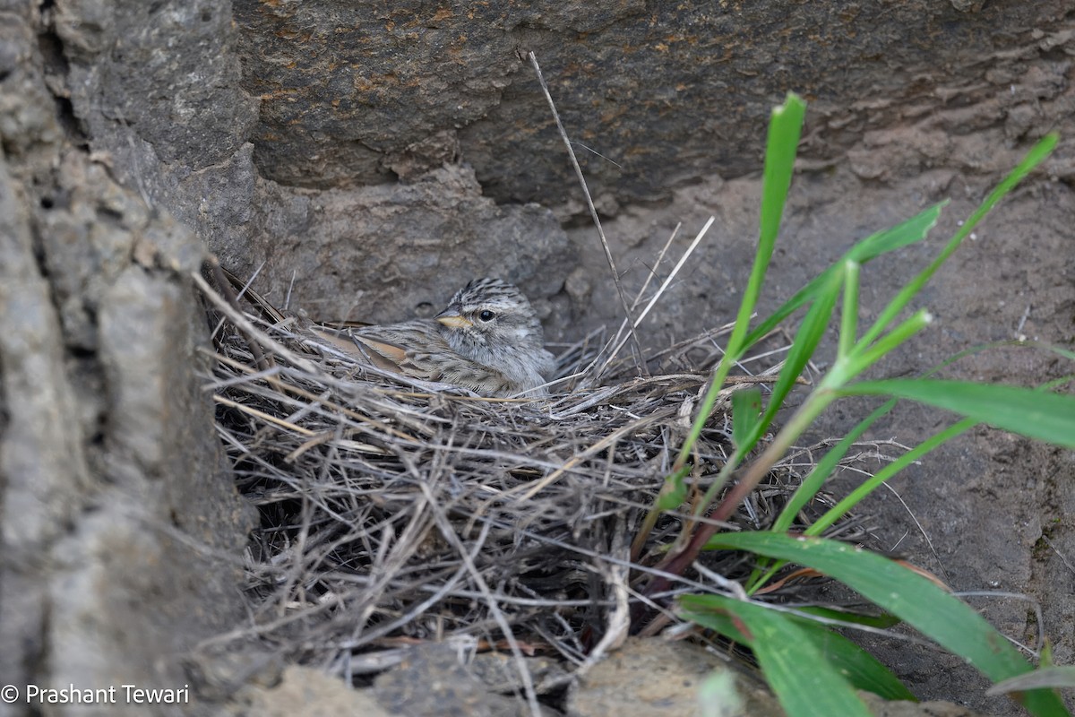 Striolated Bunting - ML623940033