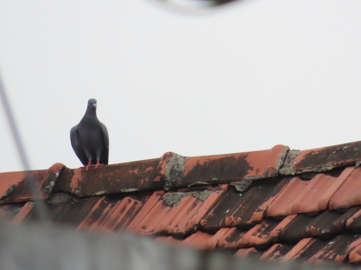 Rock Pigeon (Feral Pigeon) - ML623940035