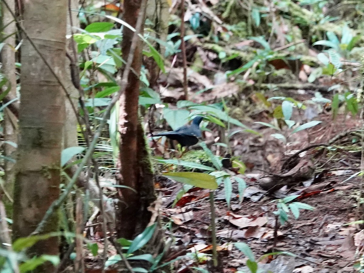 Blue Jewel-babbler - ML623940041