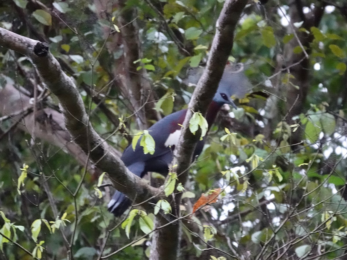 Sclater's Crowned-Pigeon - ML623940059