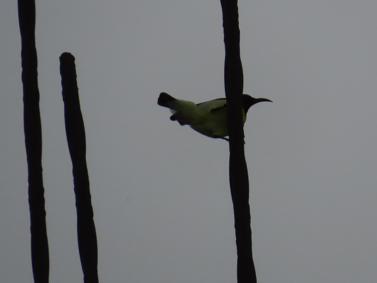 Purple-rumped Sunbird - Shilpa Gadgil