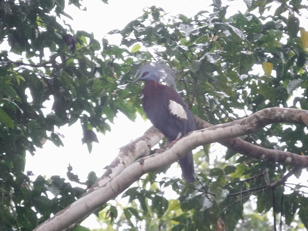 Sclater's Crowned-Pigeon - ML623940065