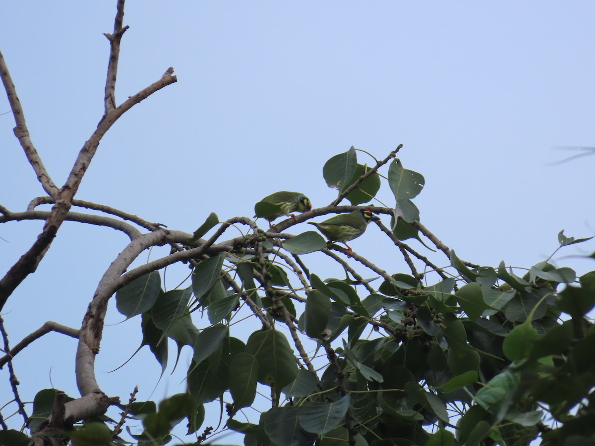 Coppersmith Barbet - Shilpa Gadgil