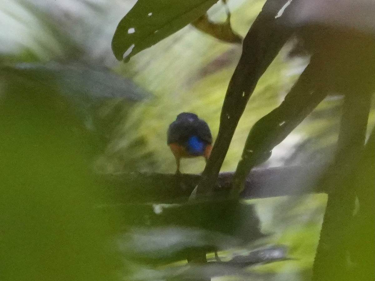 Papuan Dwarf-Kingfisher - ML623940100