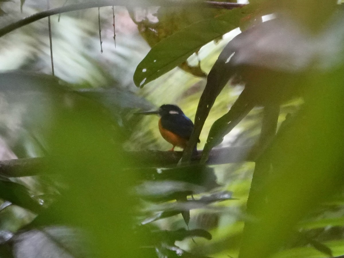 Papuan Dwarf-Kingfisher - ML623940101