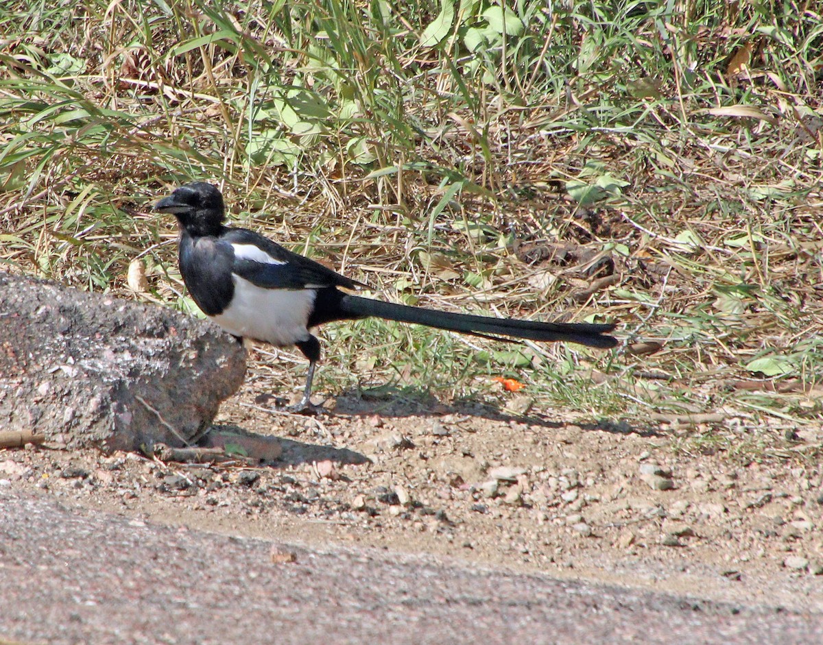 Black-billed Magpie - ML623940103