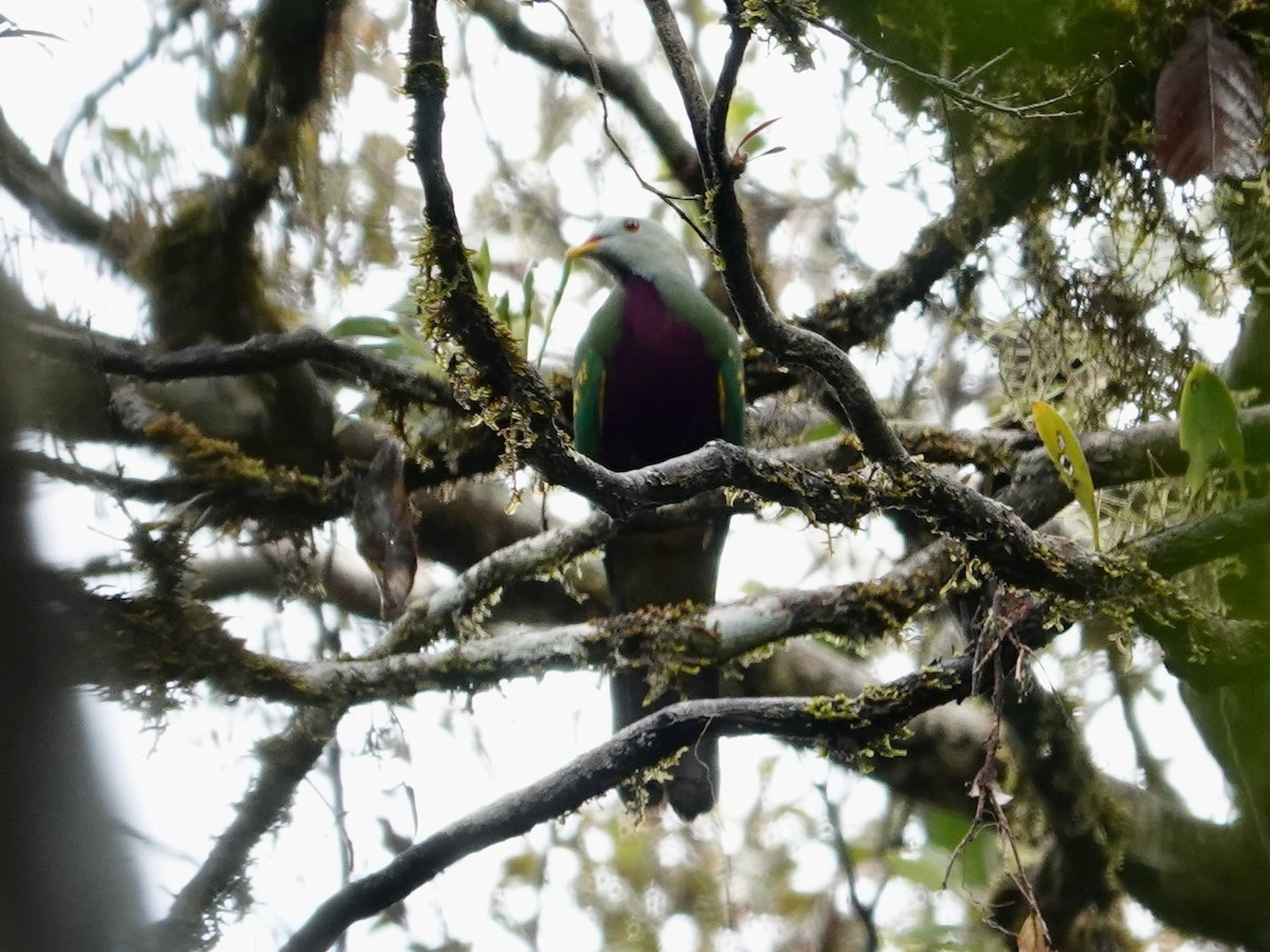 Wompoo Fruit-Dove - Whitney Mortimer