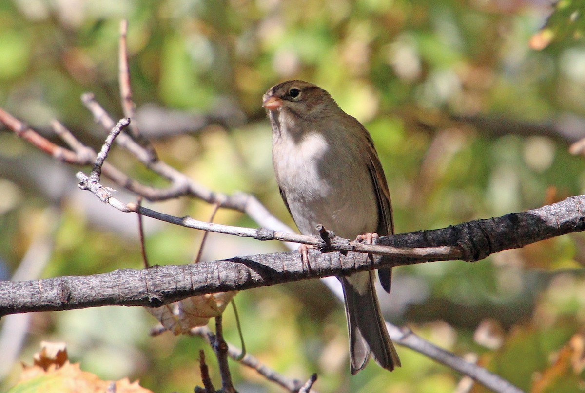 Chipping Sparrow - ML623940107