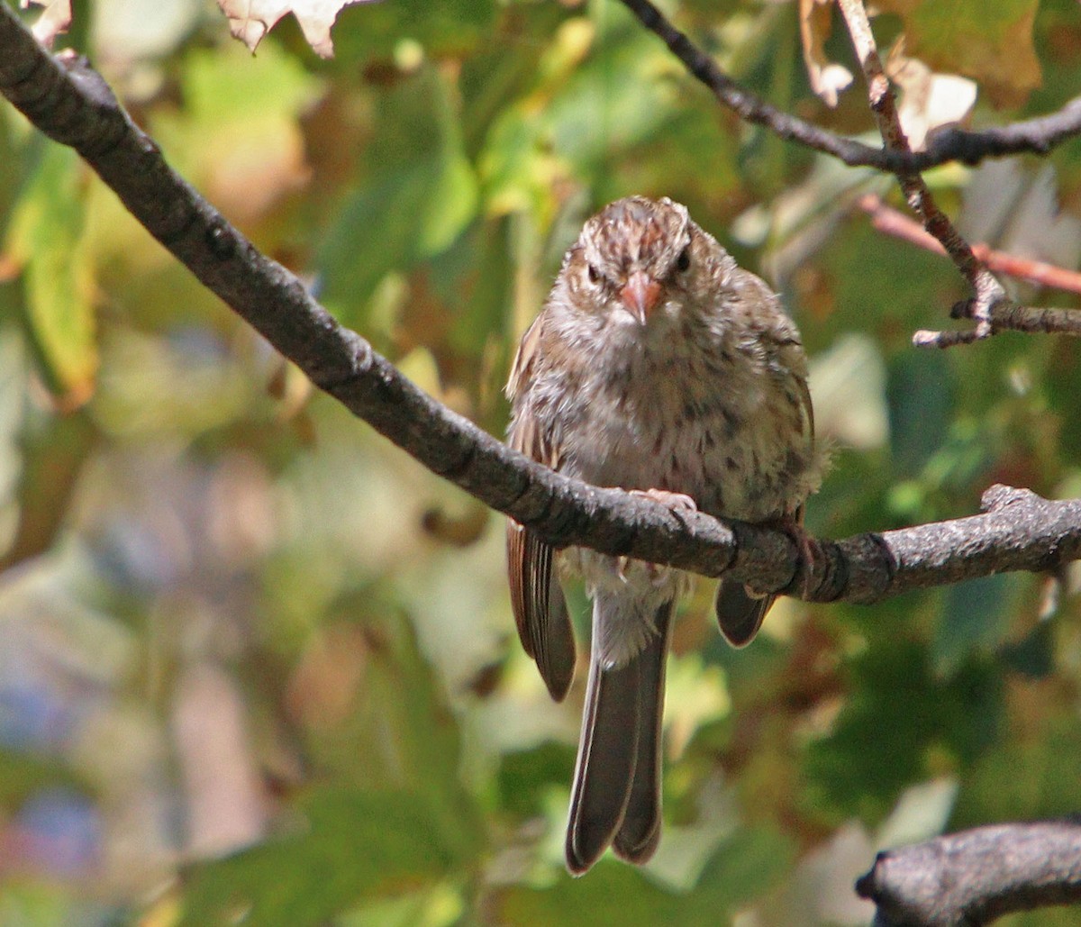 Chipping Sparrow - ML623940108