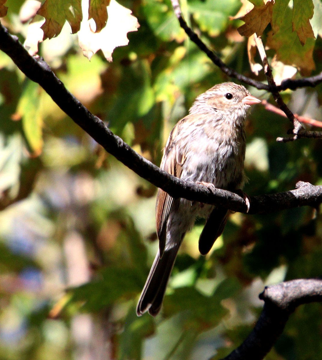 Chipping Sparrow - ML623940109