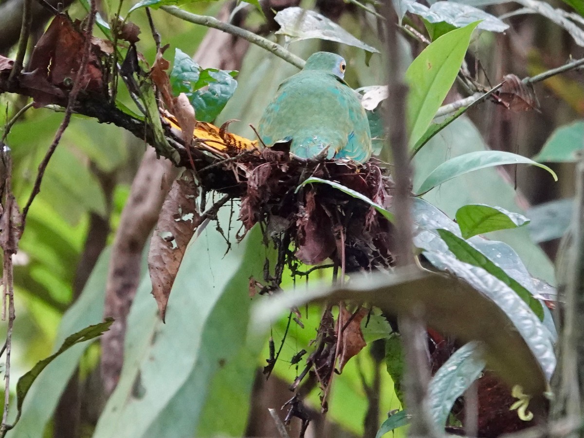 Beautiful Fruit-Dove - ML623940113