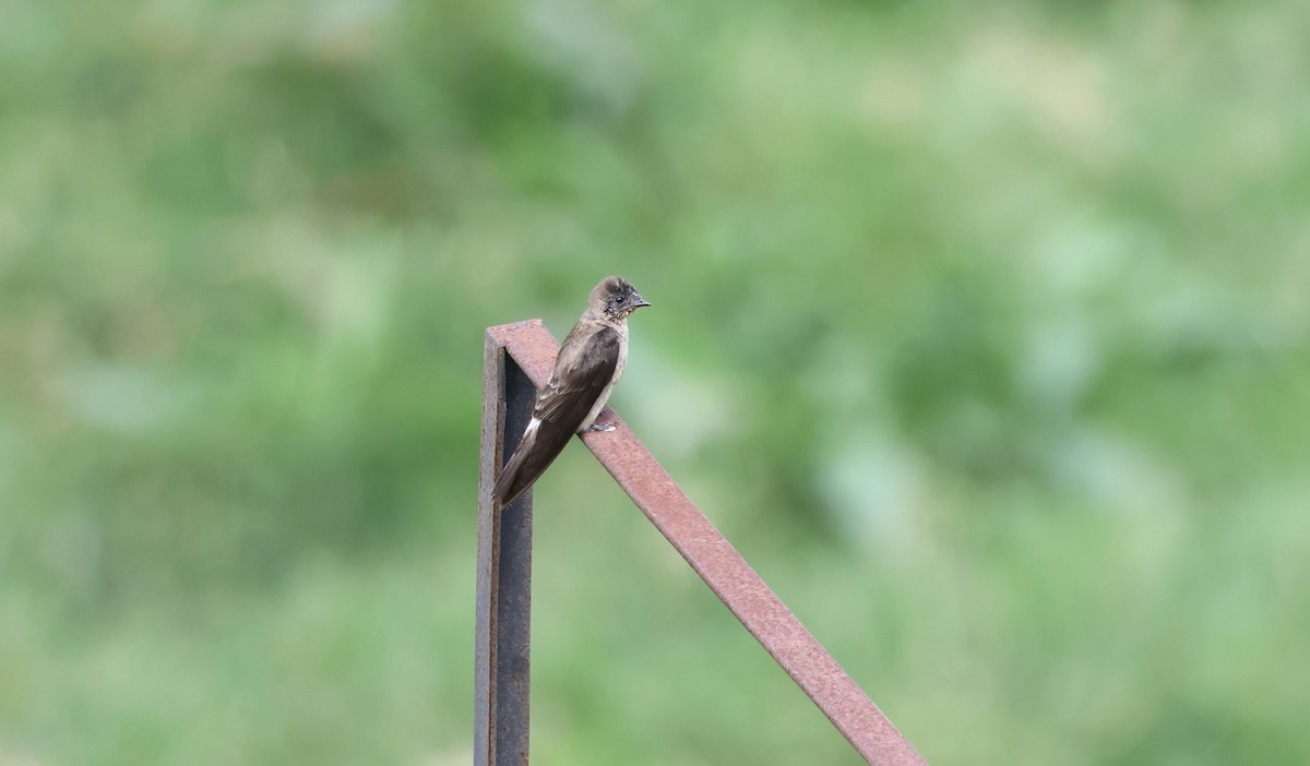 Southern Rough-winged Swallow - ML623940121