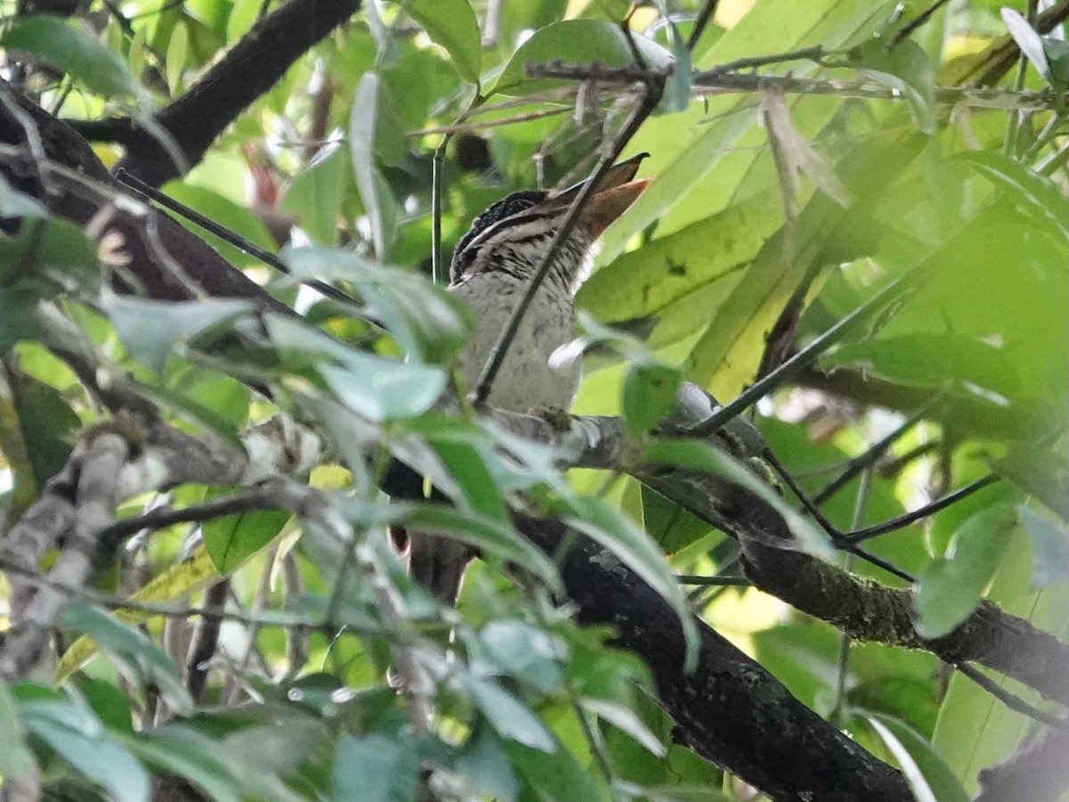 Hook-billed Kingfisher - ML623940125