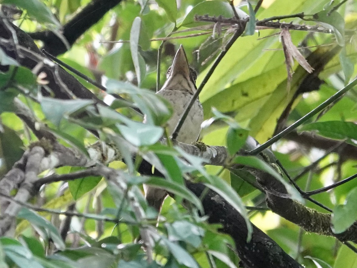 Hook-billed Kingfisher - ML623940126