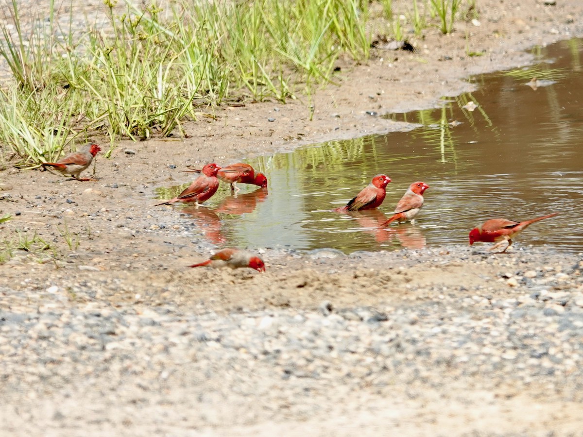 Crimson Finch - Whitney Mortimer