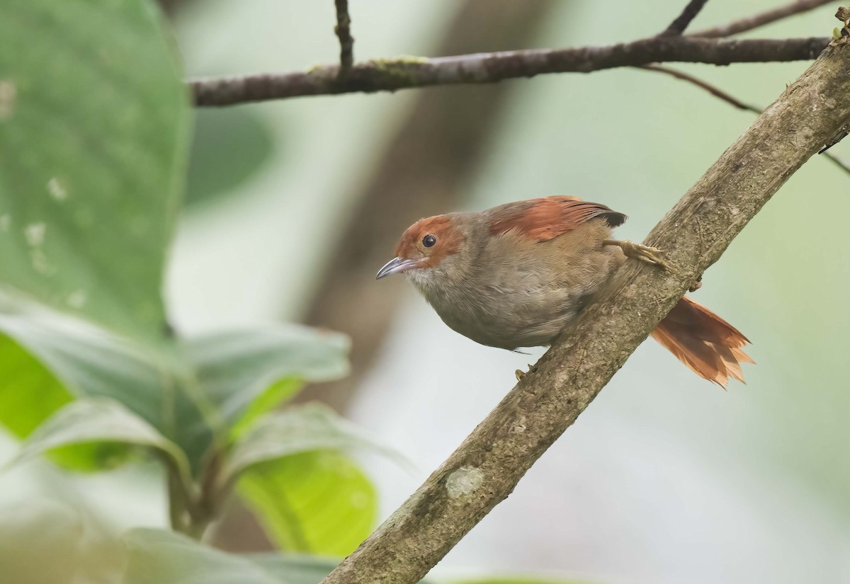 Red-faced Spinetail - Luis R Figueroa