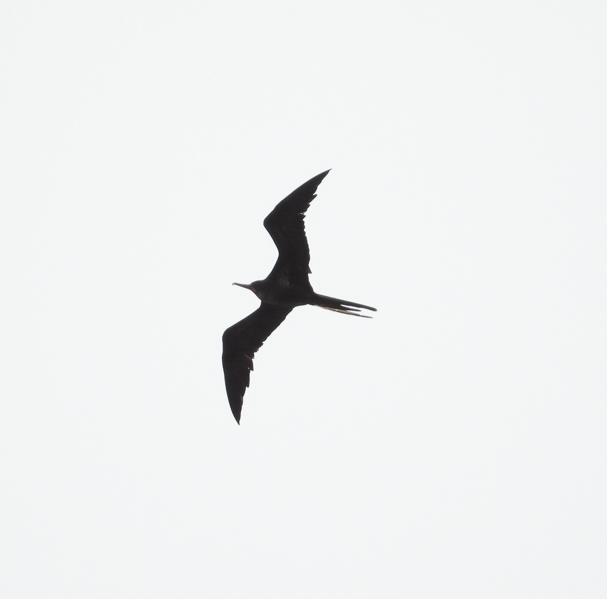 Great Frigatebird - ML623940154