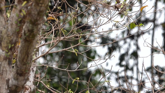 Yellow-eyed Starling - ML623940155