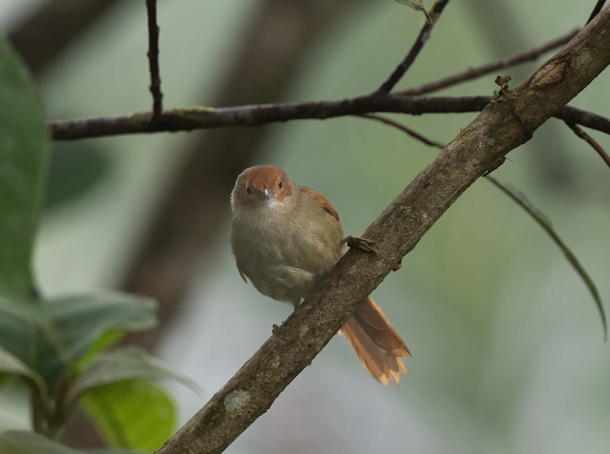 Red-faced Spinetail - ML623940168